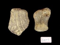 藏品(鹿角基兩件)的圖片